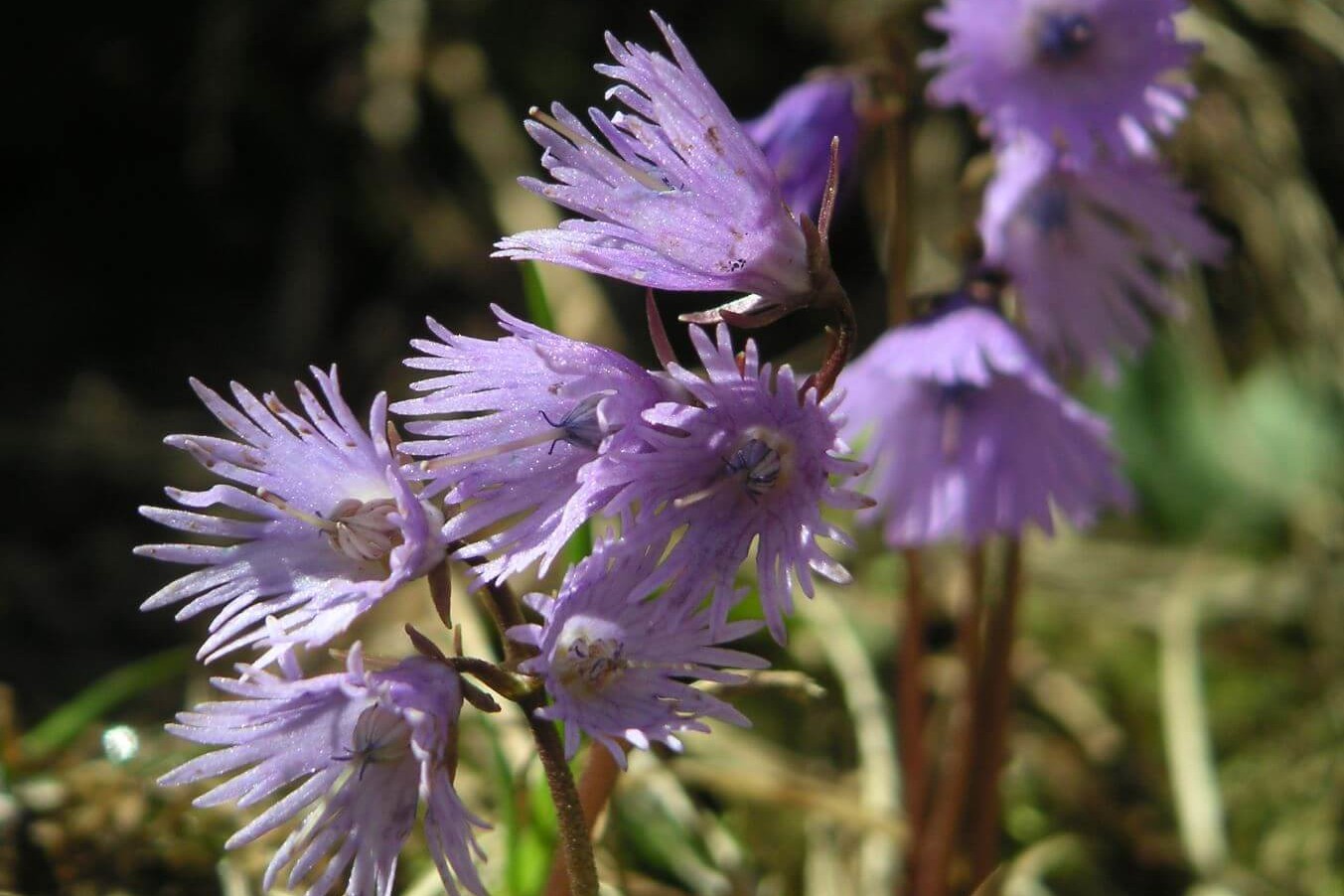 Blumen im Berggasthaus Plattenbödeli