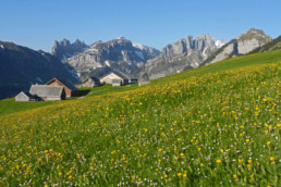 Berggasthaus Plattenbödeli im Frühling